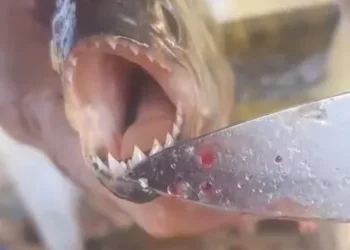 Piranhas são encontradas no Lago de Furnas e levantam alerta ambiental no Sul de Minas