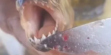 Piranhas são encontradas no Lago de Furnas e levantam alerta ambiental no Sul de Minas