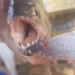 Piranhas são encontradas no Lago de Furnas e levantam alerta ambiental no Sul de Minas