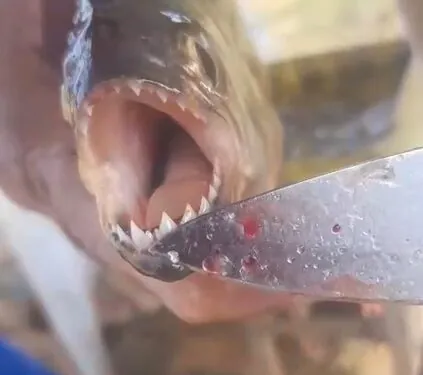 Piranhas são encontradas no Lago de Furnas e levantam alerta ambiental no Sul de Minas