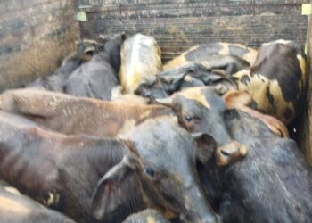 Suspeito de furto é preso com 21 bovinos e caminhão é apreendido no Sul de Minas