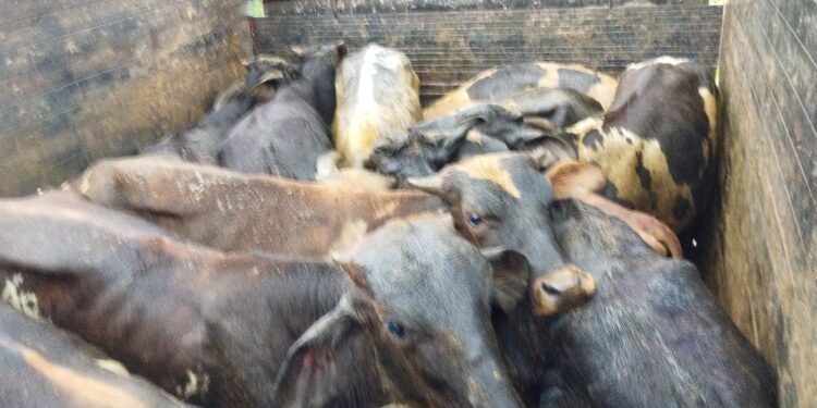 Suspeito de furto é preso com 21 bovinos e caminhão é apreendido no Sul de Minas