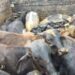 Suspeito de furto é preso com 21 bovinos e caminhão é apreendido no Sul de Minas