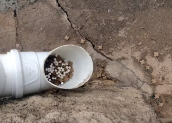 Polícia Civil investiga suspeita de envenenamento de gatos