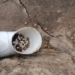 Polícia Civil investiga suspeita de envenenamento de gatos