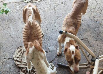 Homem é preso suspeito de maus-tratos a dois cães da raça pitbull