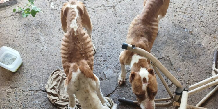 Homem é preso suspeito de maus-tratos a dois cães da raça pitbull