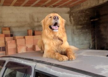 Cachorro da raça Golden Retriever desaparece no bairro Planalto 2