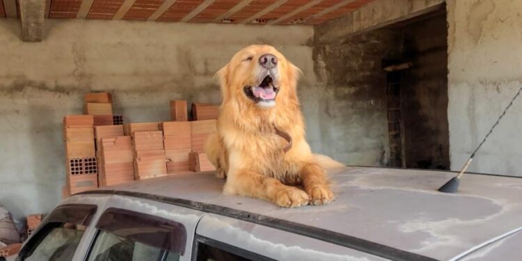 Cachorro da raça Golden Retriever desaparece no bairro Planalto 2