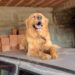 Cachorro da raça Golden Retriever desaparece no bairro Planalto 2