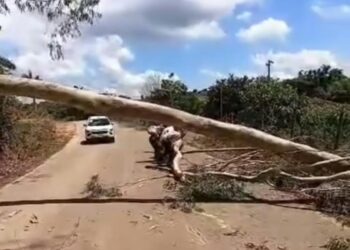 VÍDEO: Queda de eucalipto surpreende motoristas e exige atenção em Nova Resende