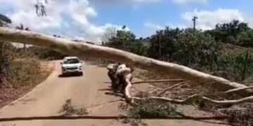 VÍDEO: Queda de eucalipto surpreende motoristas e exige atenção em Nova Resende