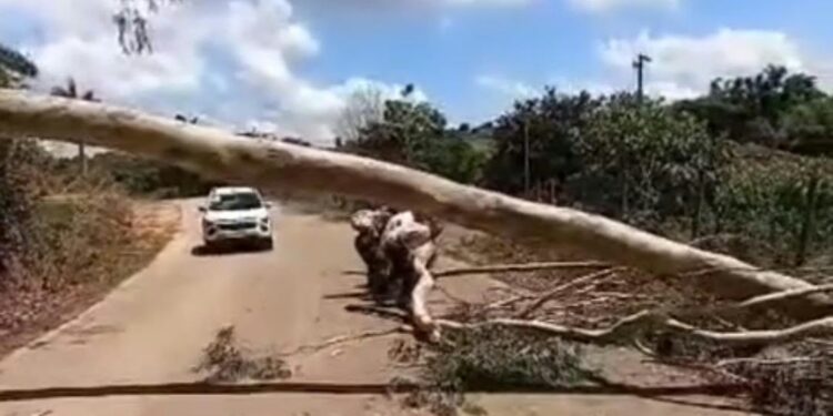 VÍDEO: Queda de eucalipto surpreende motoristas e exige atenção em Nova Resende
