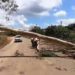 VÍDEO: Queda de eucalipto surpreende motoristas e exige atenção em Nova Resende