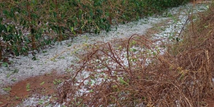 Prejuízos por chuva e granizo: veja o que o produtor deve fazer para comprovar perdas