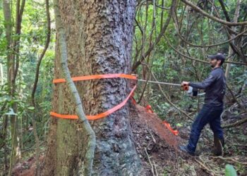 Estudo revela segredo de árvores centenárias 