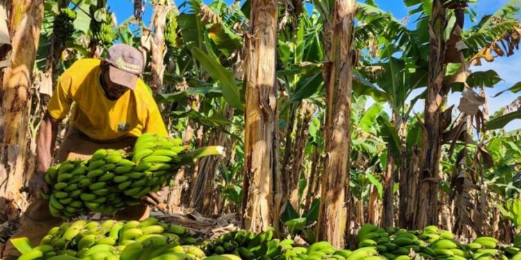 Fruticultura avança em Minas Gerais
