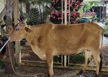 Dono de vaca que danificou dois veículos poderá ser multado no Sul de Minas