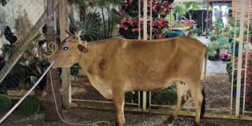Dono de vaca que danificou dois veículos poderá ser multado no Sul de Minas