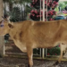 Dono de vaca que danificou dois veículos poderá ser multado no Sul de Minas