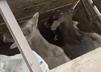 VÍDEO: Quatro bezerros são recuperados após denúncia de comércio de animais furtados
