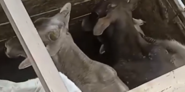 VÍDEO: Quatro bezerros são recuperados após denúncia de comércio de animais furtados