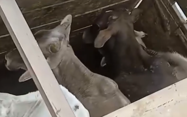 VÍDEO: Quatro bezerros são recuperados após denúncia de comércio de animais furtados