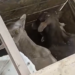 VÍDEO: Quatro bezerros são recuperados após denúncia de comércio de animais furtados